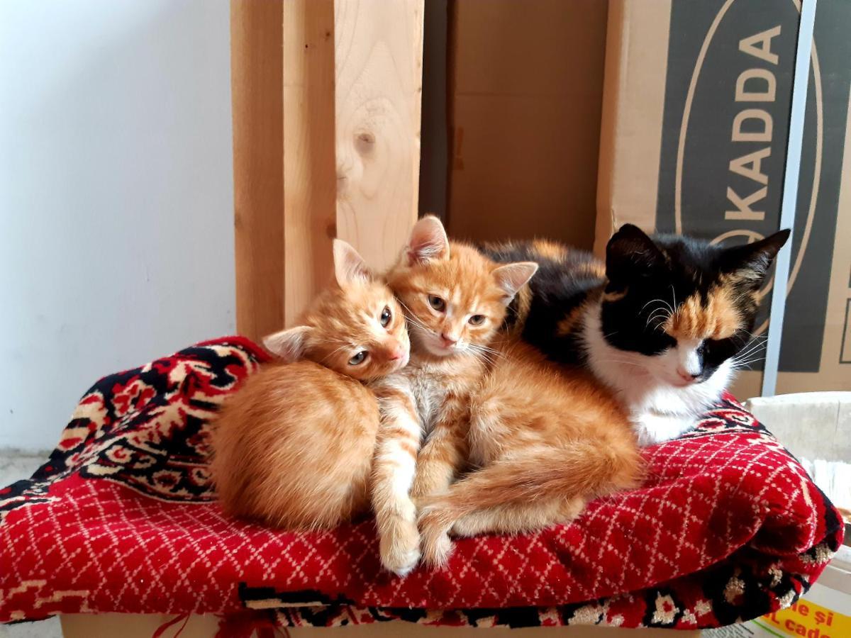 Pensiunea Bordás Panzió Sfântu-Gheorghe Esterno foto