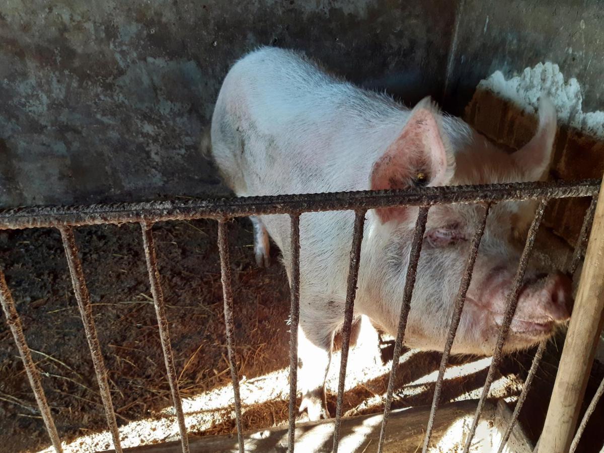 Pensiunea Bordás Panzió Sfântu-Gheorghe Esterno foto